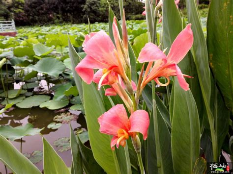 美人蕉花|美人蕉属